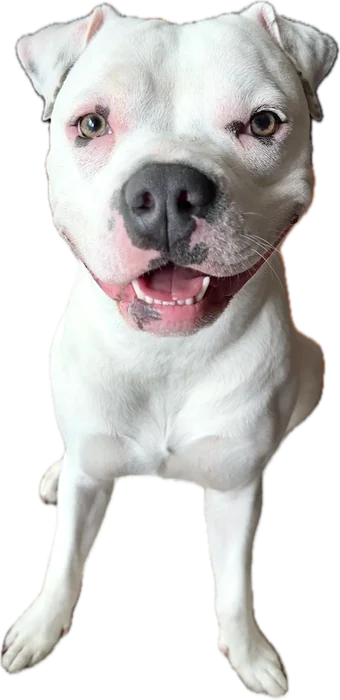 Oona Moo, a white bully mix with a pink-and-gray nose, sitting and smiling at the camera