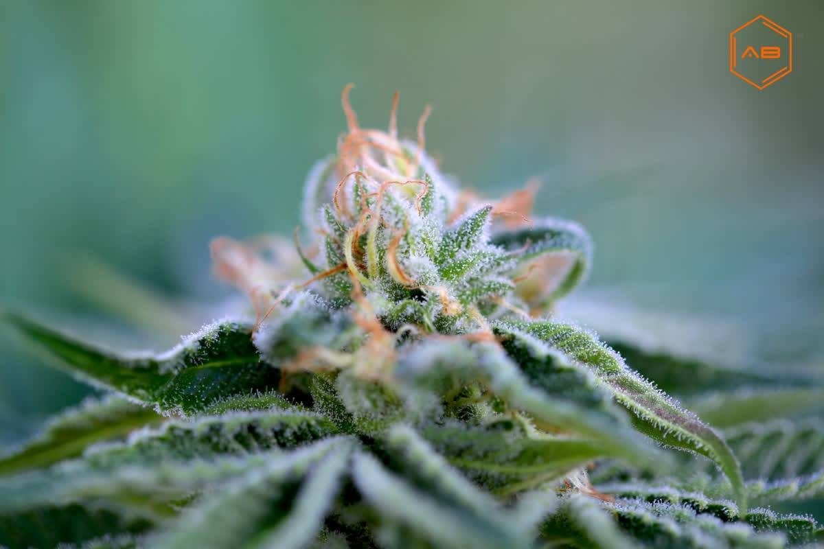 Macro of a flowering bud with the Autumn Brands mark