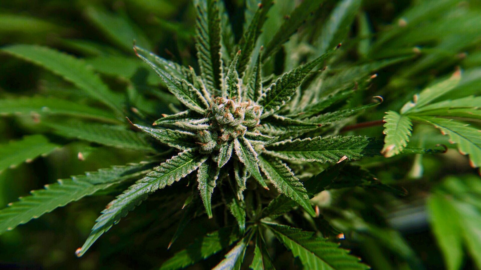 Top-down macro of a flowering bud