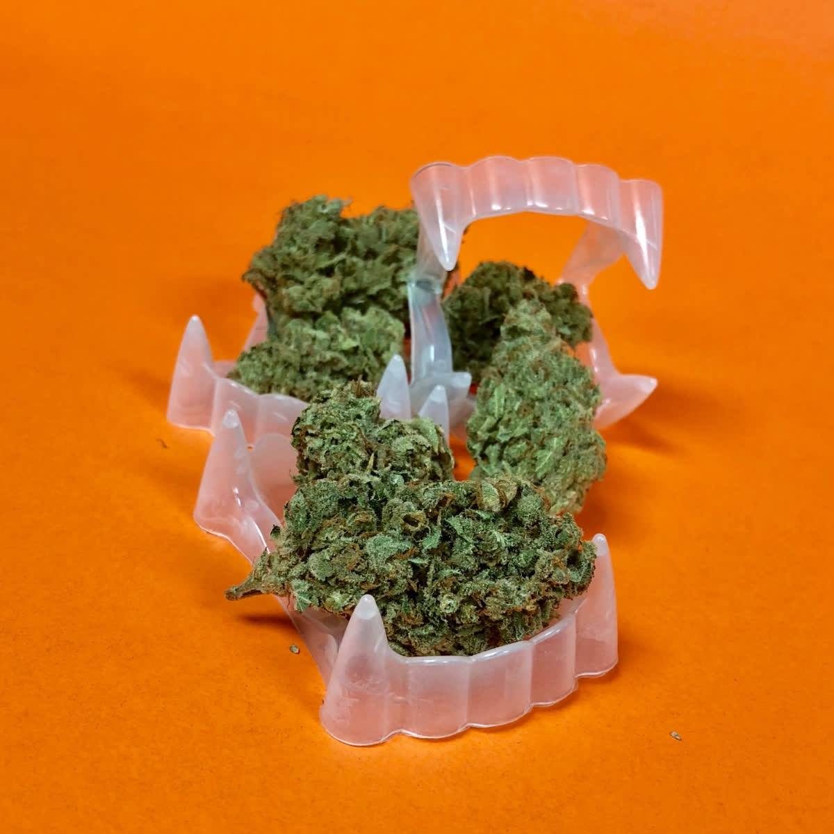 Cannabis buds in Halloween vampire fangs on orange