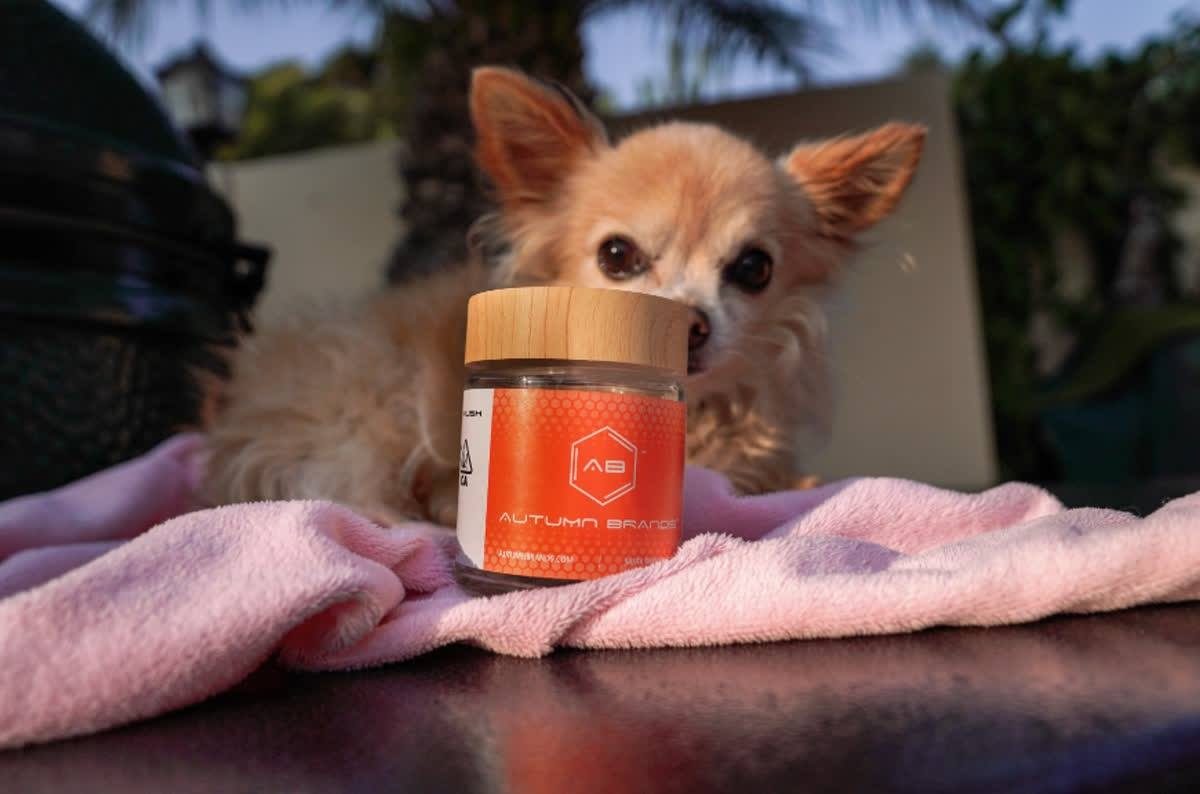 Autumn Brands jar on a pink blanket with a chihuahua
