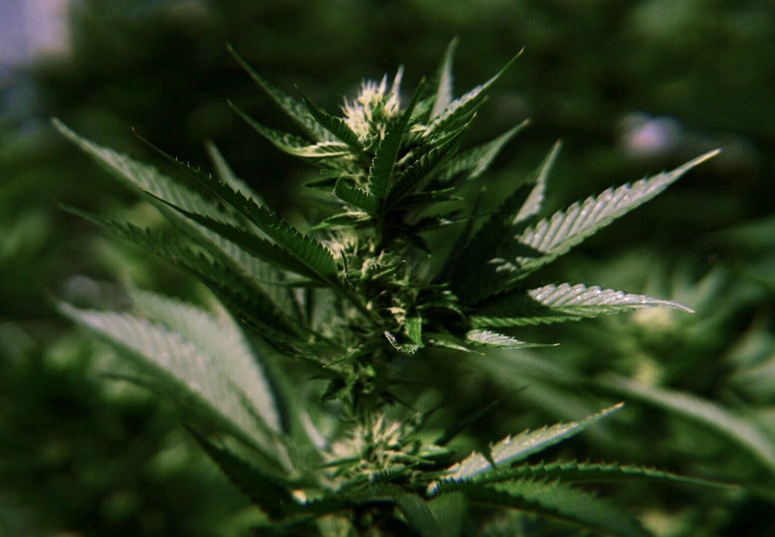 Close-up of a flowering cola