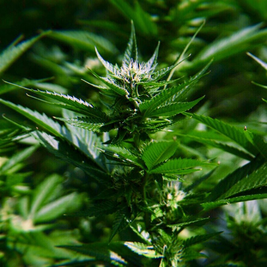 Flowering plant in sunlight