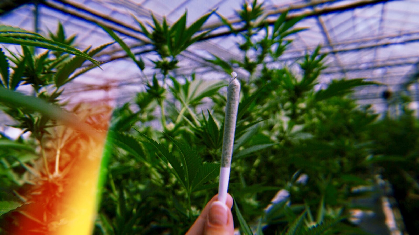 Pre-roll held up in the Autumn Brands greenhouse