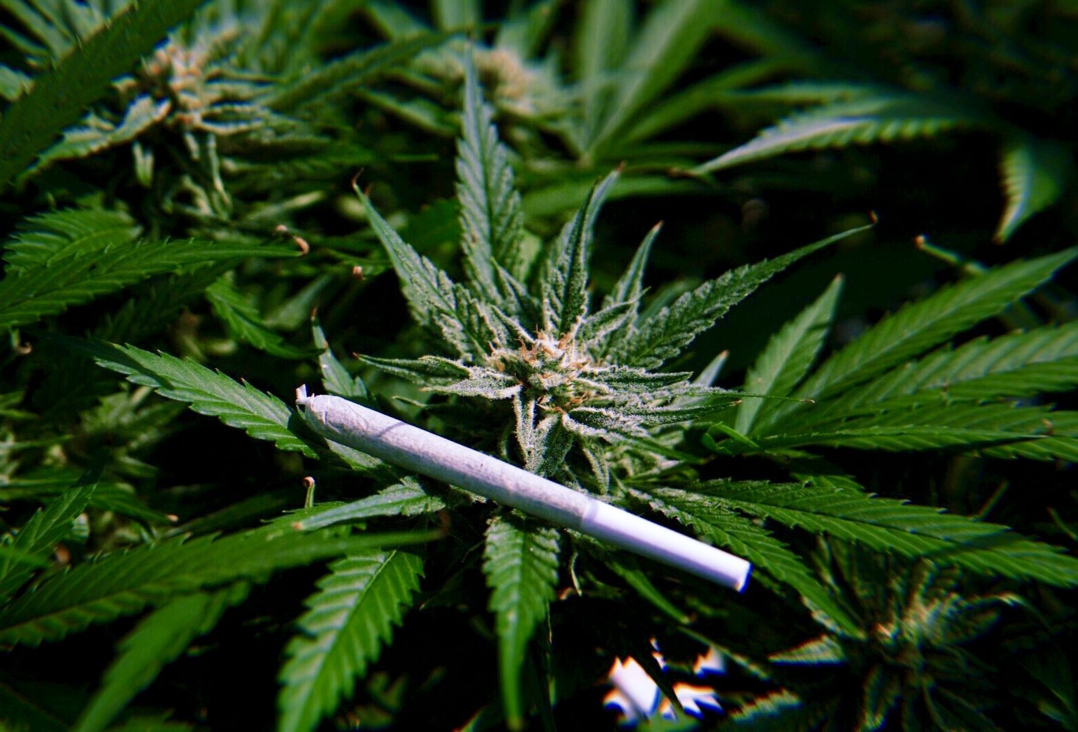 Pre-roll resting on a flowering plant