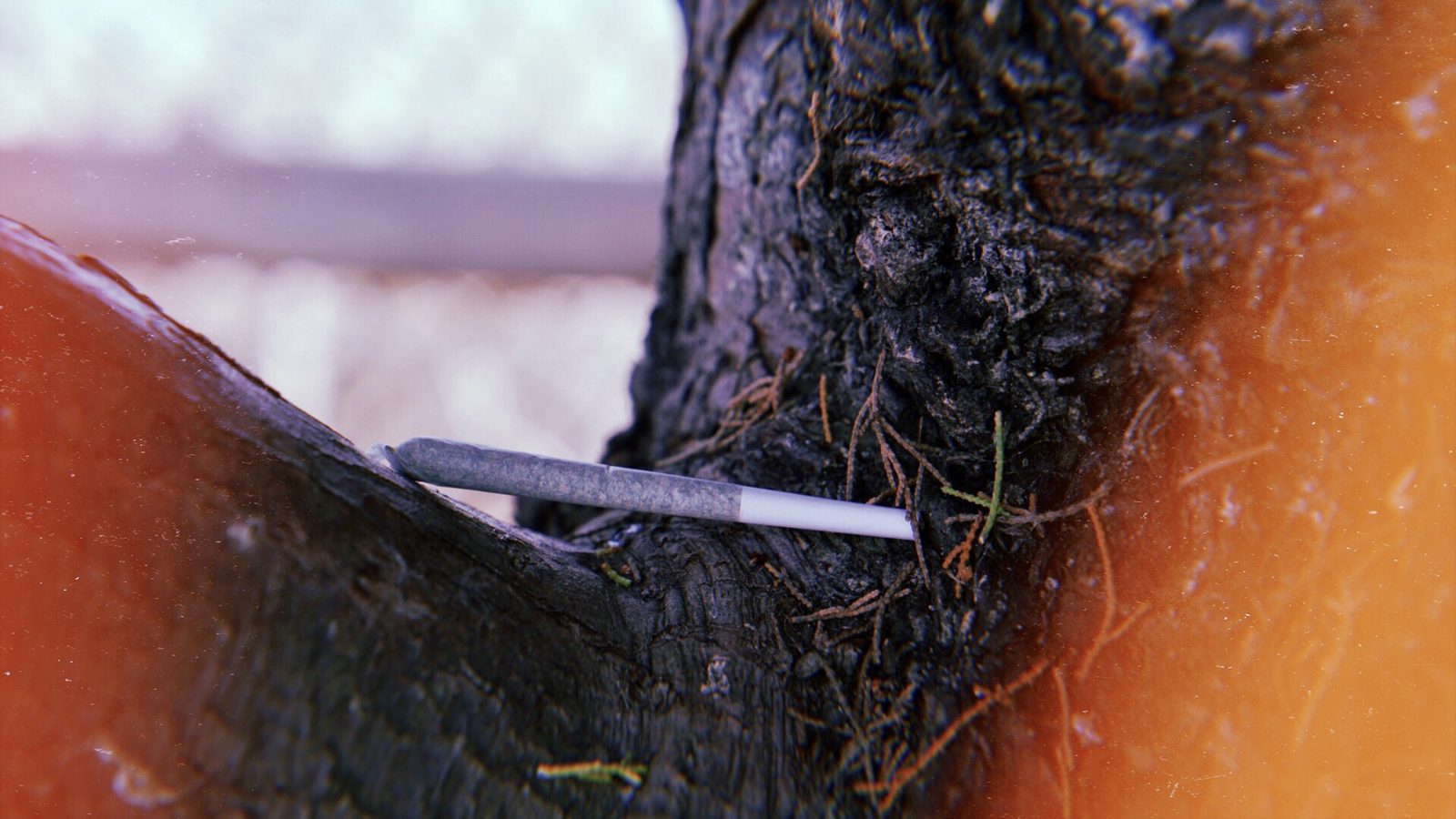 Pre-roll resting in a tree branch