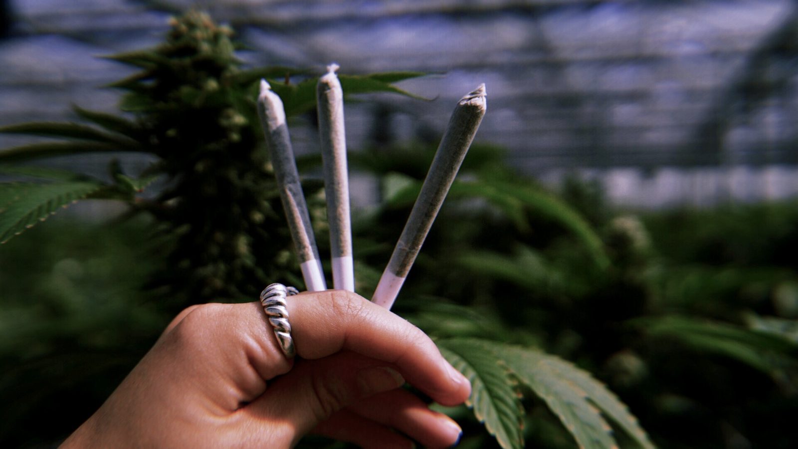 Three pre-rolls between fingers in a greenhouse