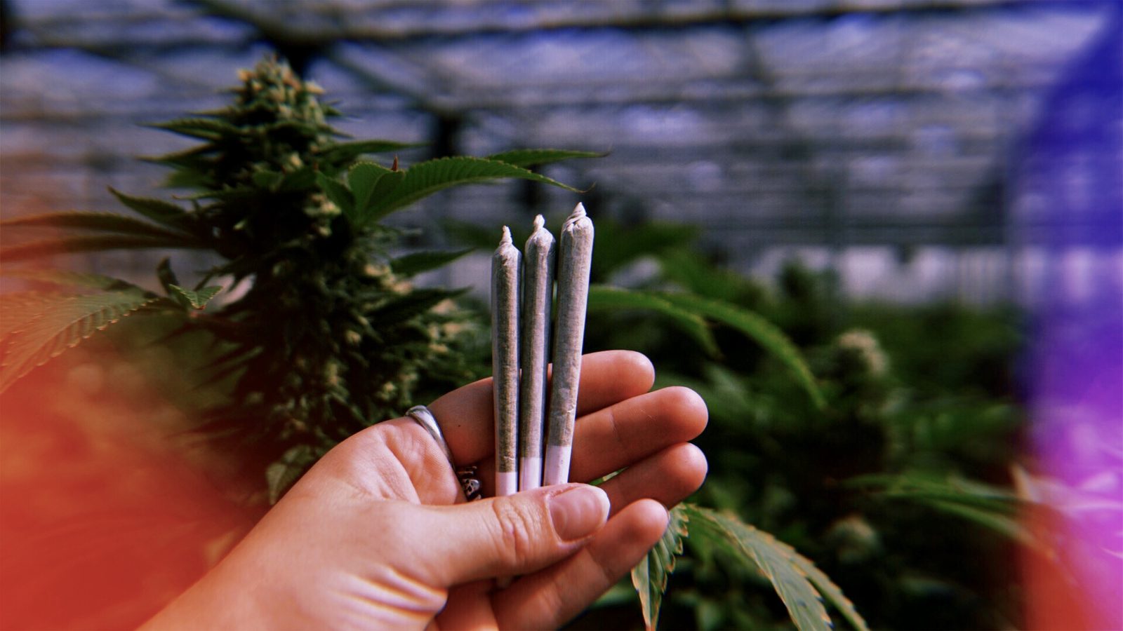 Three pre-rolls held in a greenhouse