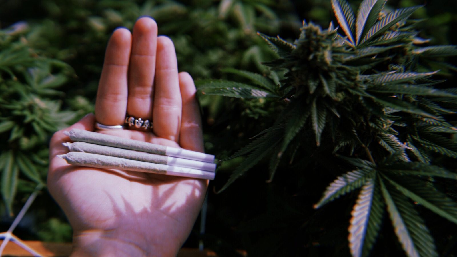 Three pre-rolls on an open palm beside a plant