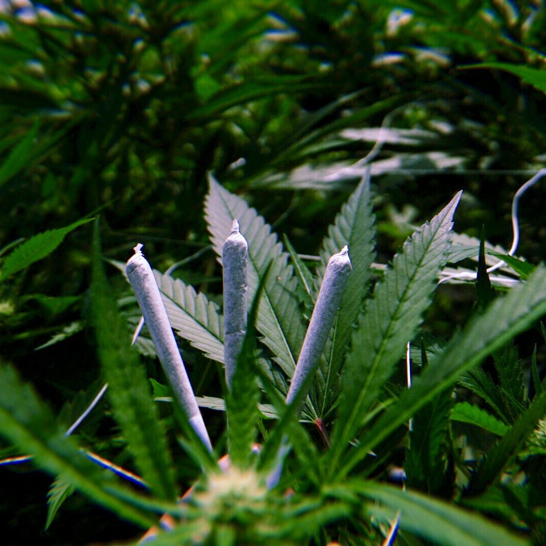 Three pre-rolls standing in a cannabis plant