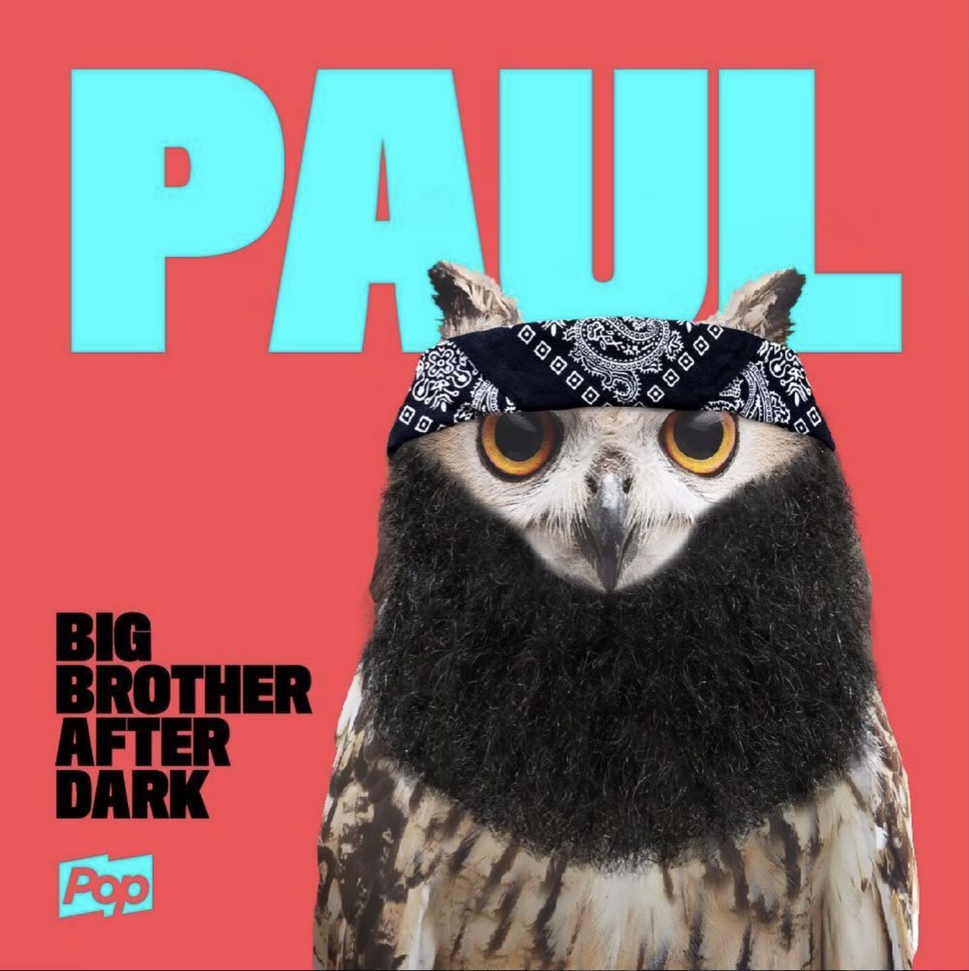 Paul: an owl wearing a bandana and beard, Big Brother After Dark houseguest parody