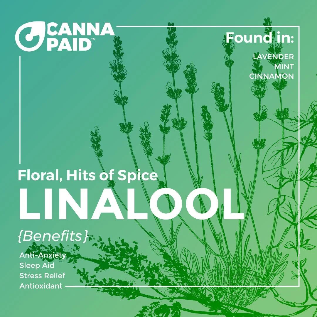 CannaPaid terpene graphic: Linalool, floral with hits of spice, found in lavender, mint and cinnamon