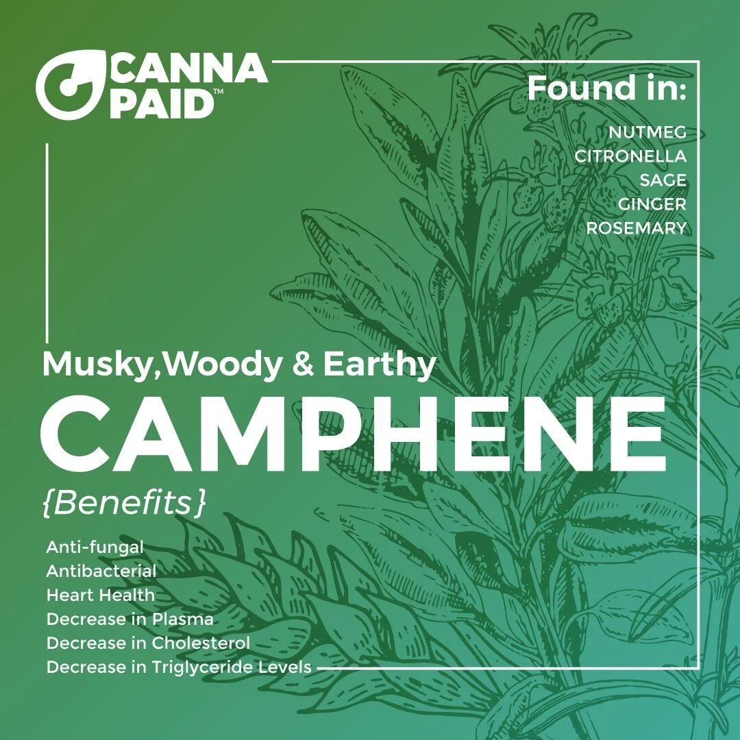 CannaPaid terpene card: Camphene, musky, woody and earthy, found in nutmeg, citronella, sage, ginger and rosemary