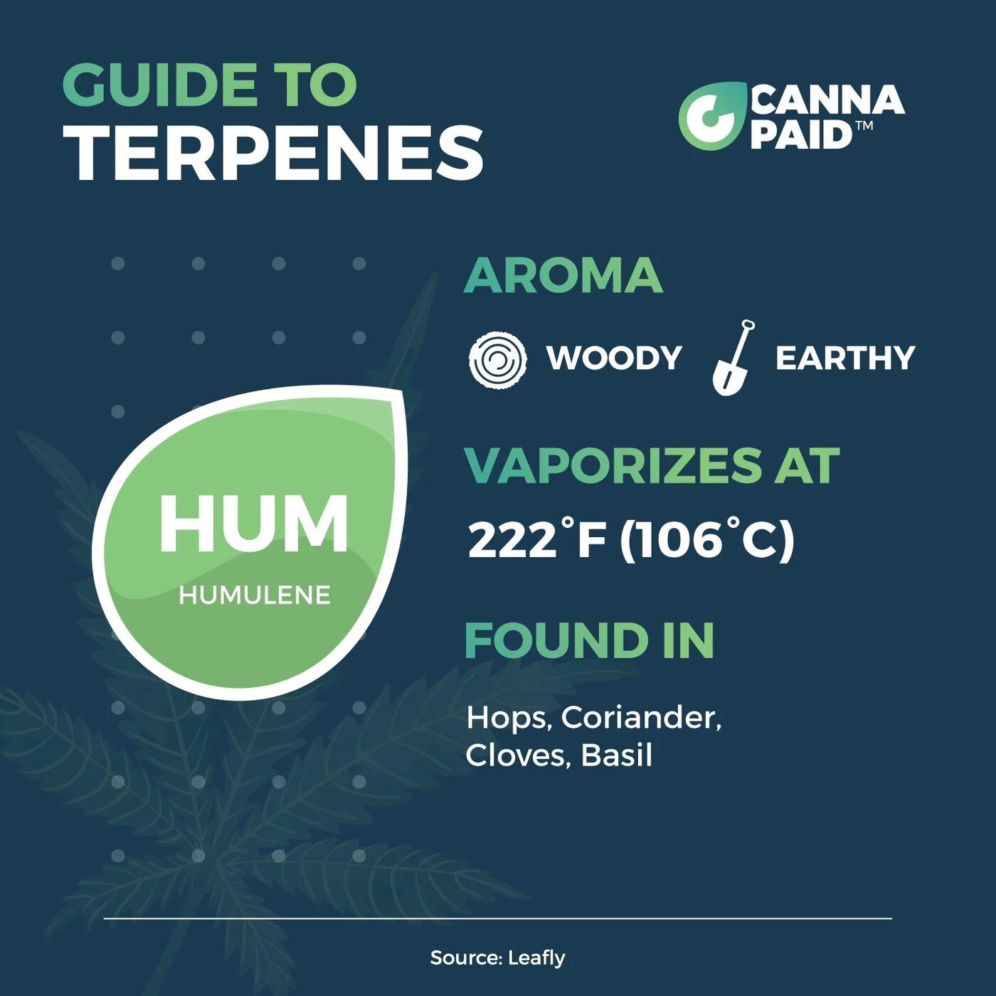 CannaPaid Guide to Terpenes: Humulene, woody and earthy, vaporizes at 222°F, found in hops, coriander, cloves and basil