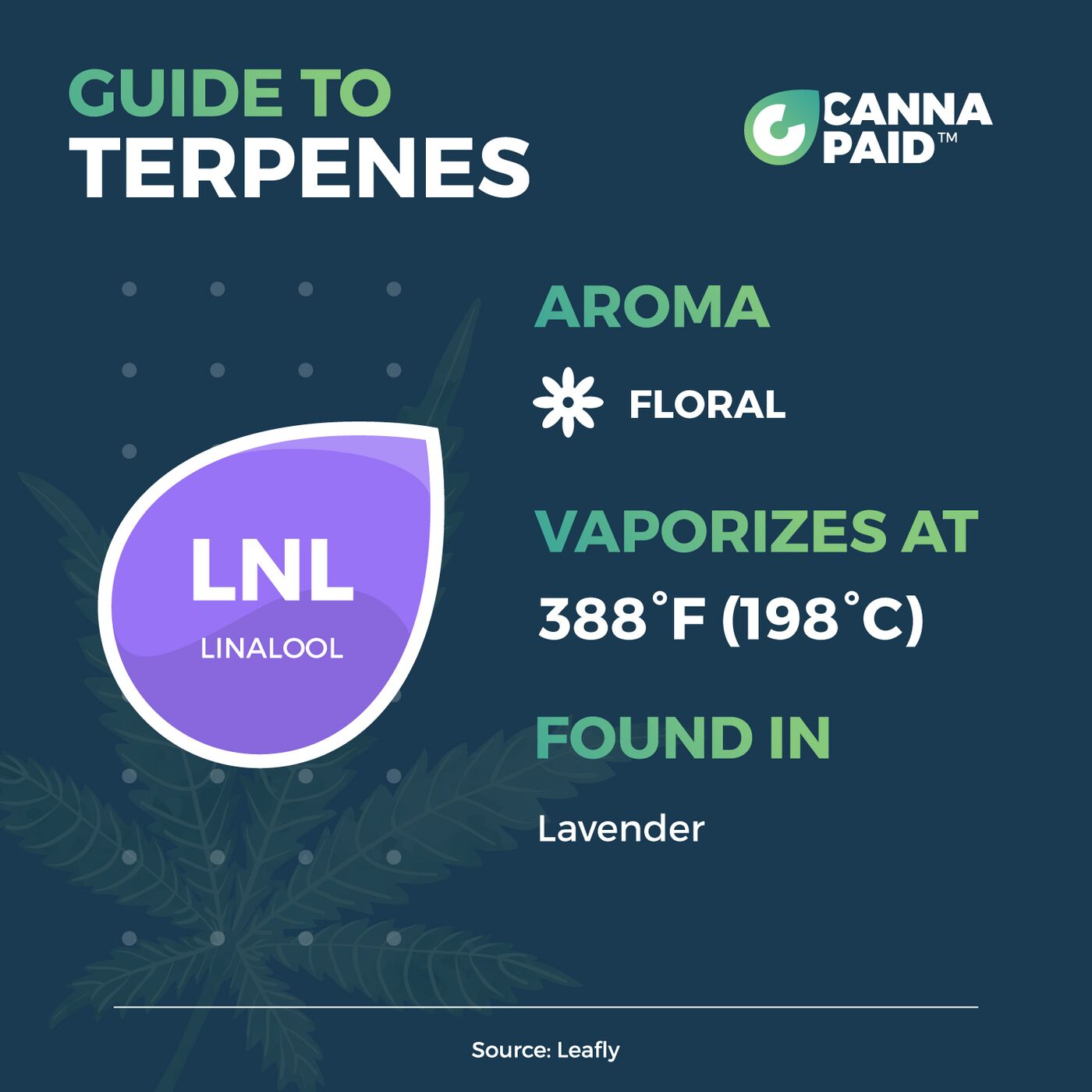 CannaPaid Guide to Terpenes: Linalool, floral, vaporizes at 388°F, found in lavender