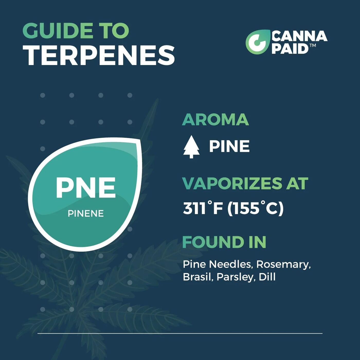 CannaPaid Guide to Terpenes: Pinene, pine aroma, vaporizes at 311°F, found in pine needles, rosemary, basil, parsley and dill