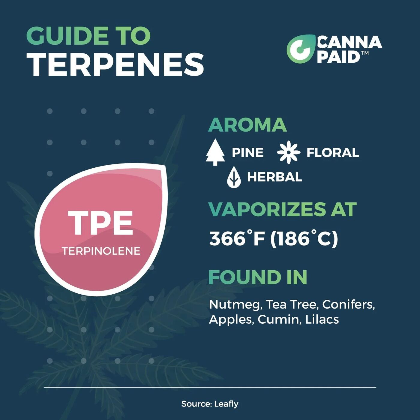 CannaPaid Guide to Terpenes: Terpinolene, pine, floral and herbal, vaporizes at 366°F, found in nutmeg, tea tree, conifers and lilacs