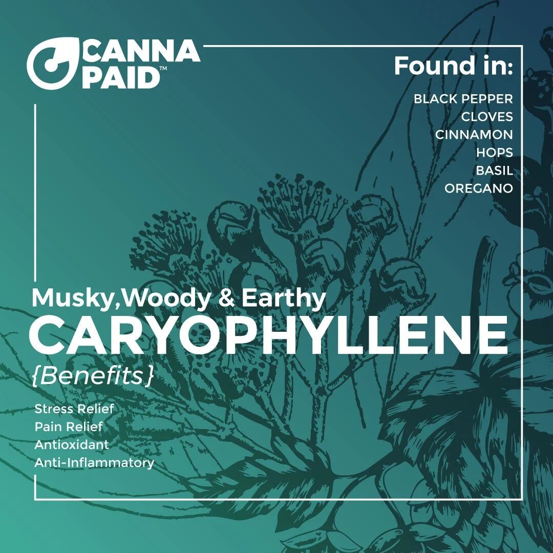 CannaPaid terpene card: Caryophyllene, musky, woody and earthy, with its benefits