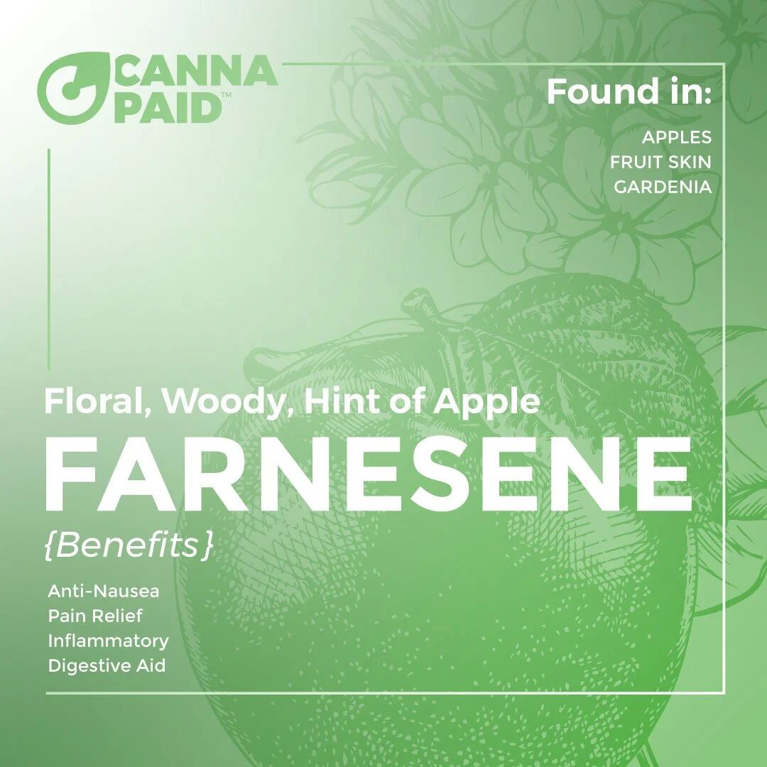 CannaPaid terpene card: Farnesene, floral and woody with a hint of apple