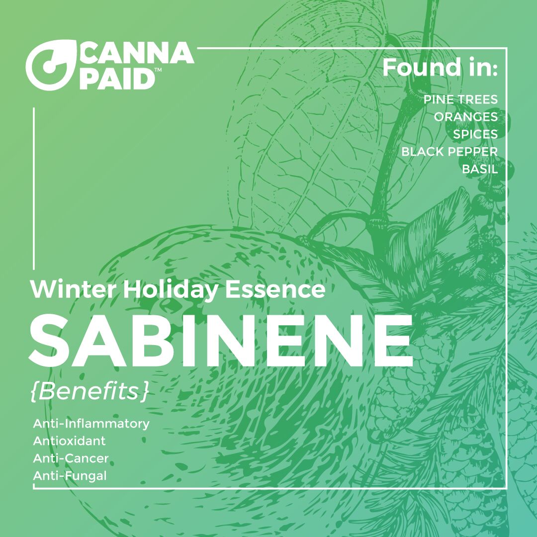 CannaPaid terpene card: Sabinene, winter holiday essence