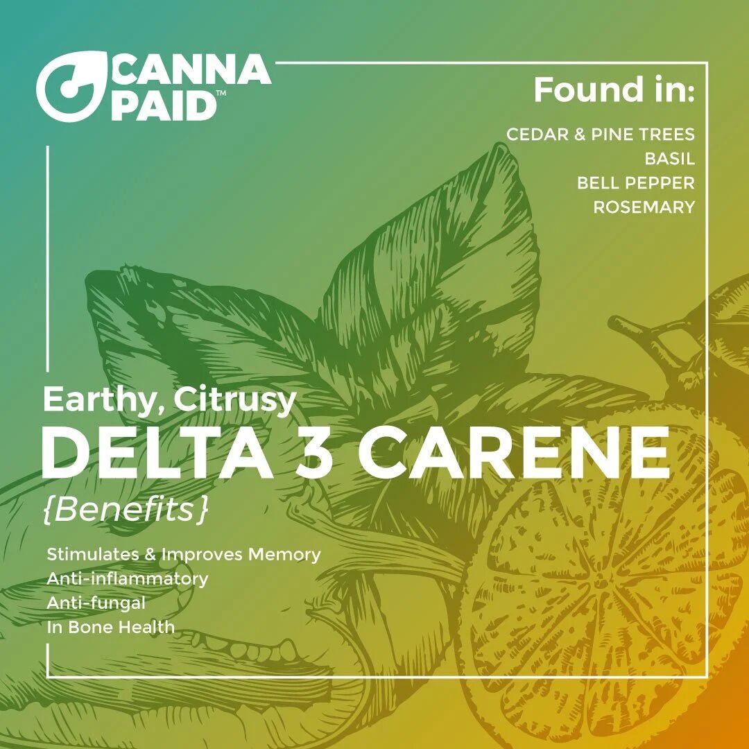 CannaPaid terpene card: Delta 3 Carene, earthy and citrusy