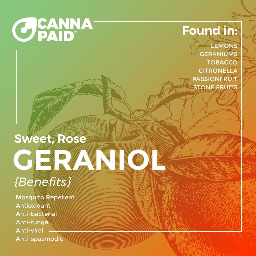 CannaPaid terpene card: Geraniol, sweet rose