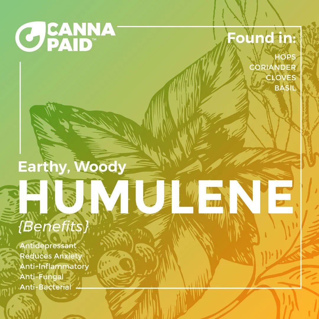 CannaPaid terpene card: Humulene, earthy and woody