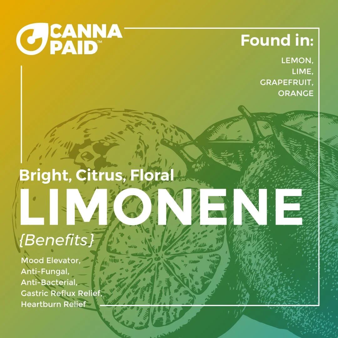 CannaPaid terpene card: Limonene, bright, citrus and floral
