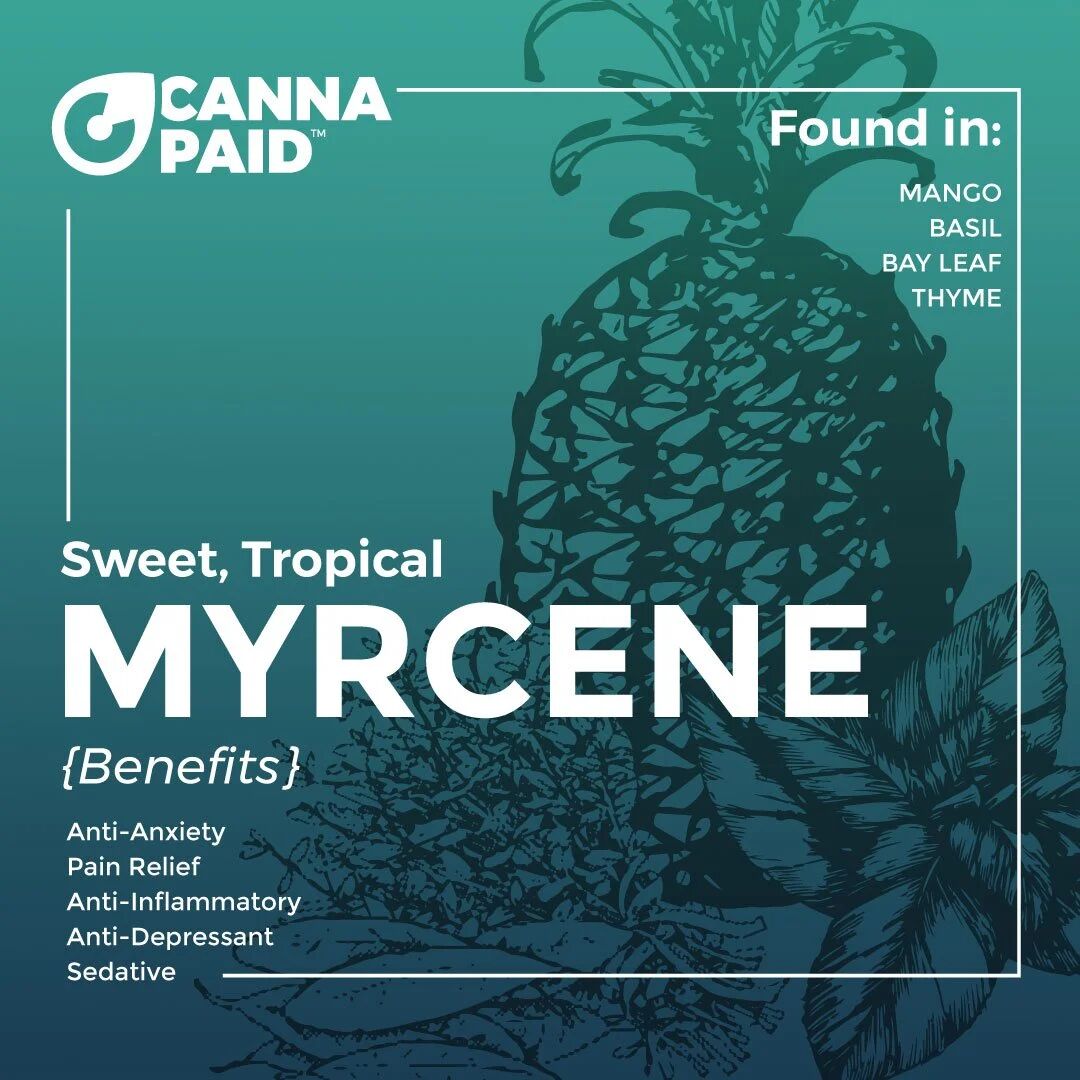 CannaPaid terpene card: Myrcene, sweet and tropical