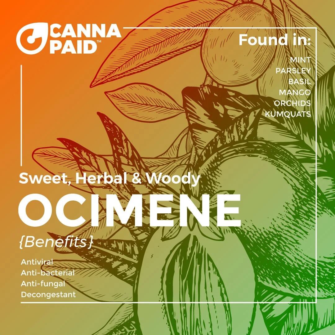 CannaPaid terpene card: Ocimene, sweet, herbal and woody