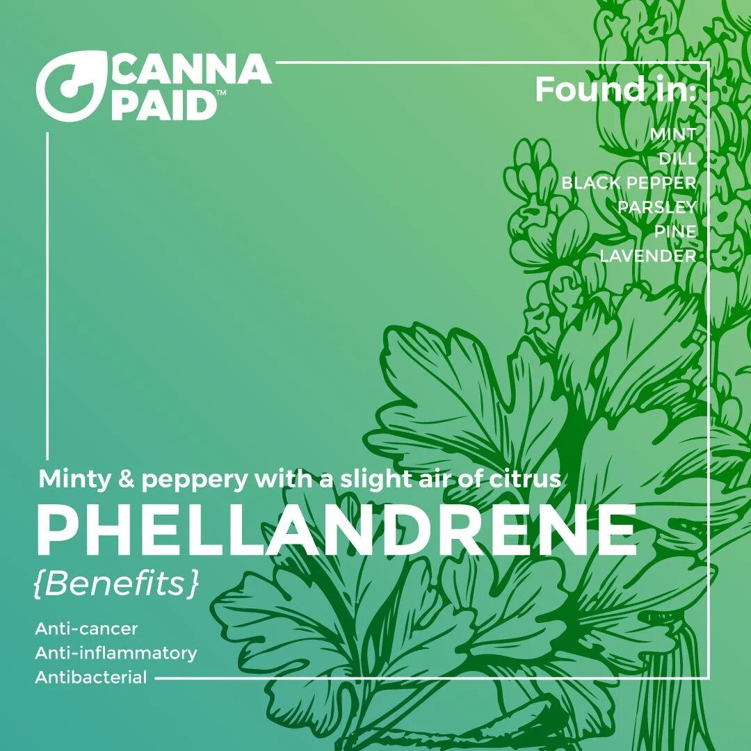 CannaPaid terpene card: Phellandrene, minty and peppery with a slight air of citrus