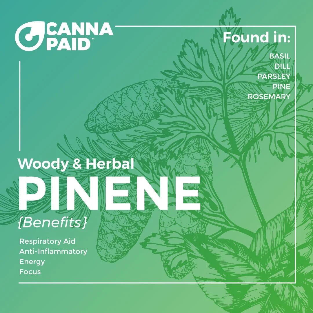CannaPaid terpene card: Pinene, woody and herbal