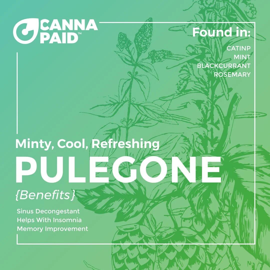 CannaPaid terpene card: Pulegone, minty, cool and refreshing