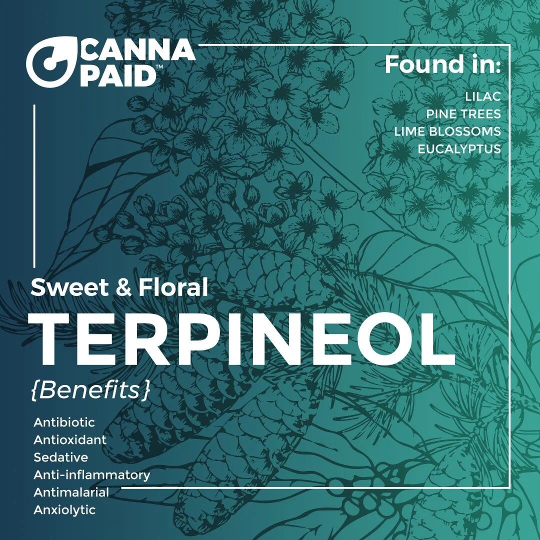 CannaPaid terpene card: Terpineol, sweet and floral