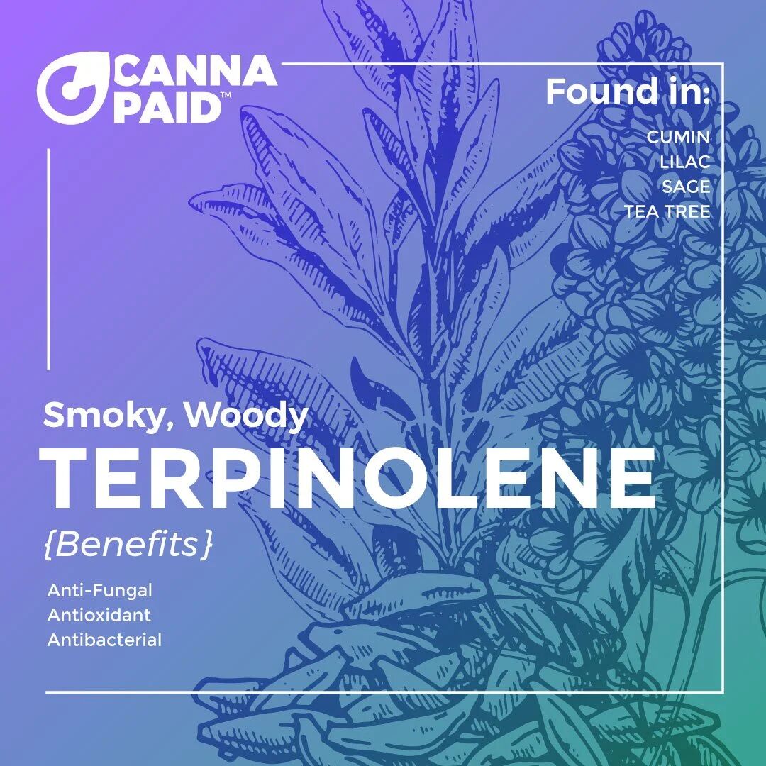 CannaPaid terpene card: Terpinolene, smoky and woody