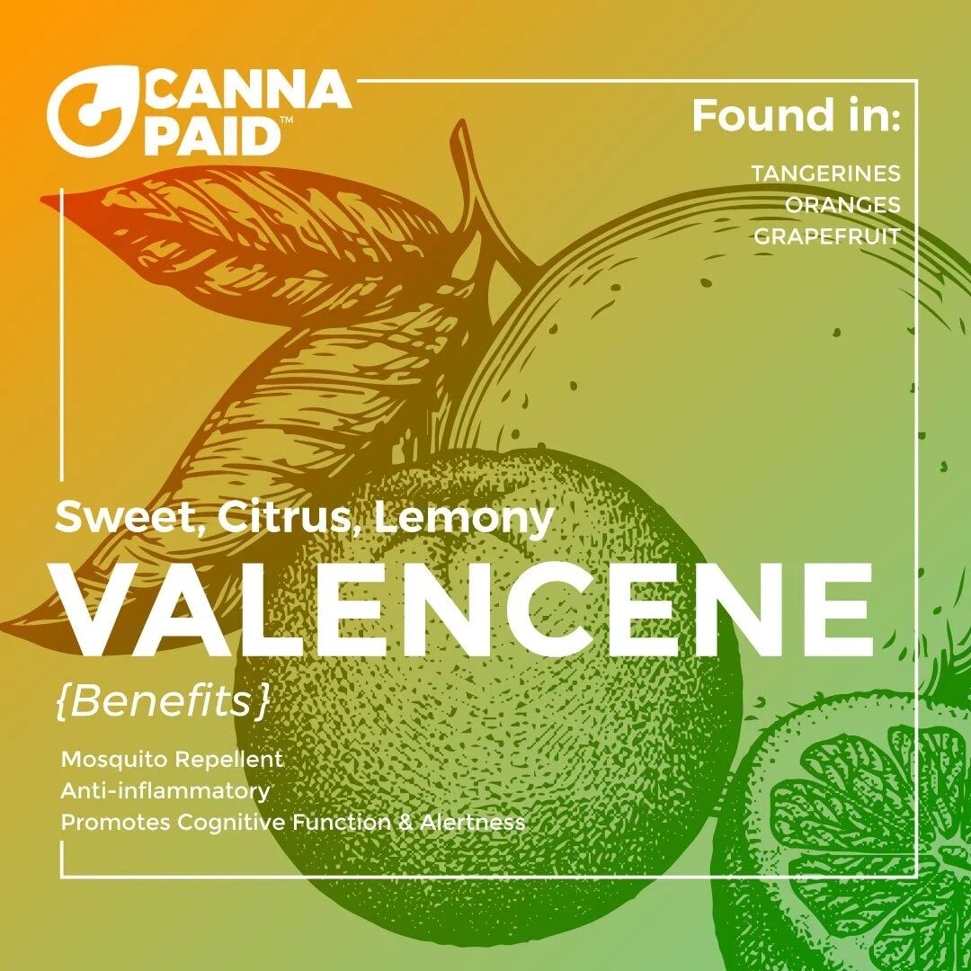 CannaPaid terpene card: Valencene, sweet, citrus and lemony