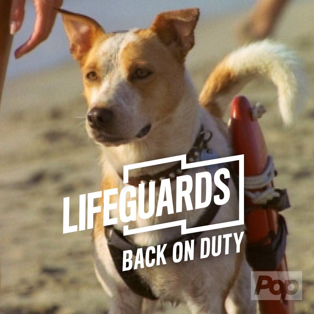 Baywatch: lifeguards back on duty