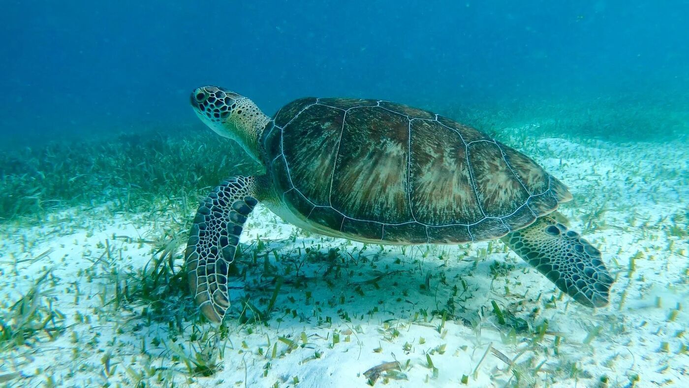Sea turtle swimming over seagrass in Belize